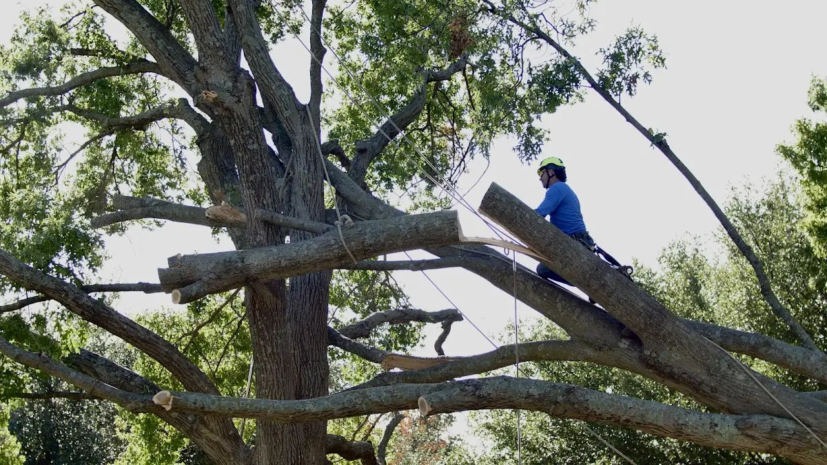 Professional Crown Thinning performed by certified arborists in Cape Fair